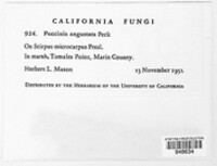 Puccinia angustata image